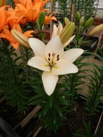 [5115 ChampionDiamond DJ No01.JPG]